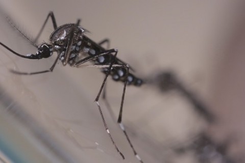 Brasil registra mais de 920 mil casos prováveis de dengue e 184 mortes em 2024